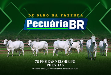 LEILÃO PECUÁRIA BR